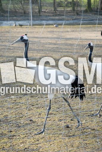 Mandschureikranich (2 von 3).jpg